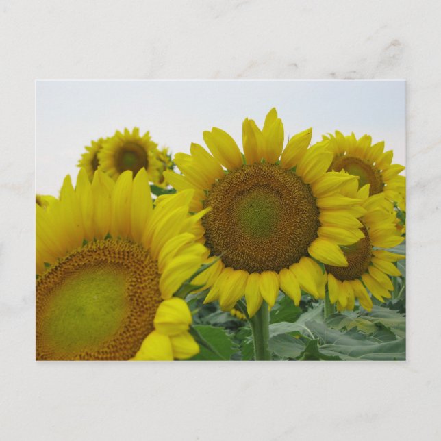 Carte Postale Série de tournesols (Devant)