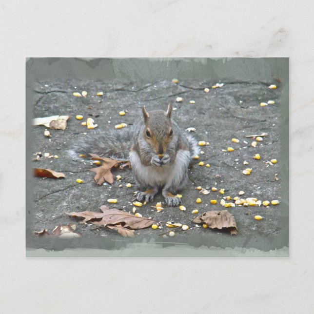 Carte Postale Série d'écureuils gris (Devant)