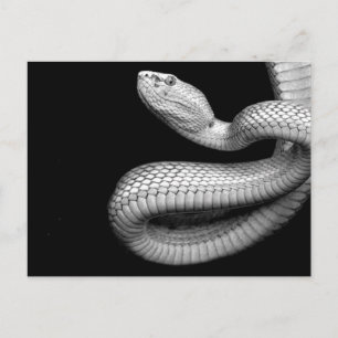 Carte Postale Serpent