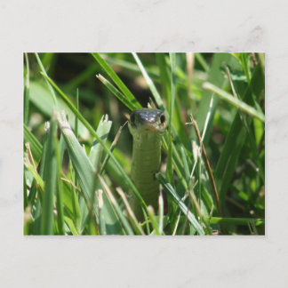 Carte Postale Serpent à jarre à facettes rouges dans l'herbe