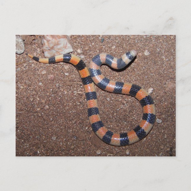 Carte Postale Serpent à sable variable d'Arizona (Devant)