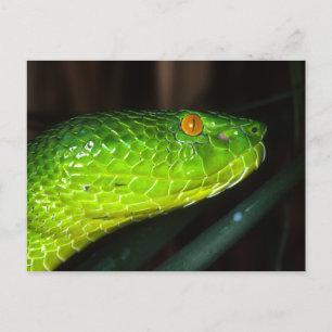 Carte Postale Serpent à vipère de la fosse de Green Stejneger
