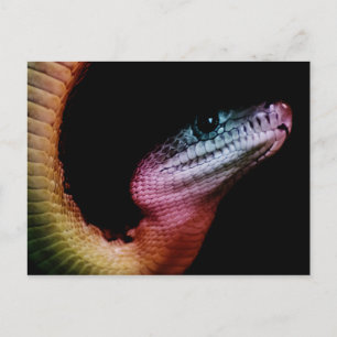 Carte Postale Serpent arc-en-ciel