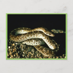Carte Postale Serpent brillant