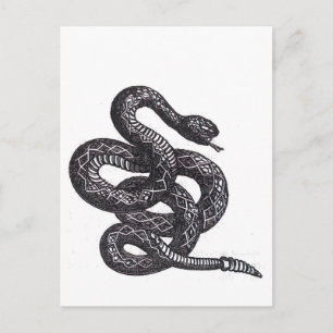 Carte Postale Serpent Crotalus Cascavella (Vipère à Piton Venime