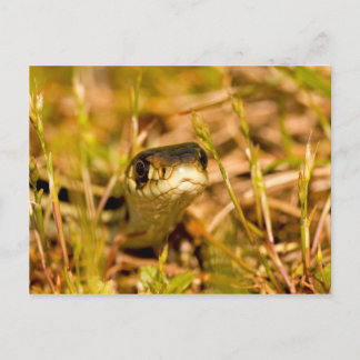 Carte Postale Serpent dans l'herbe