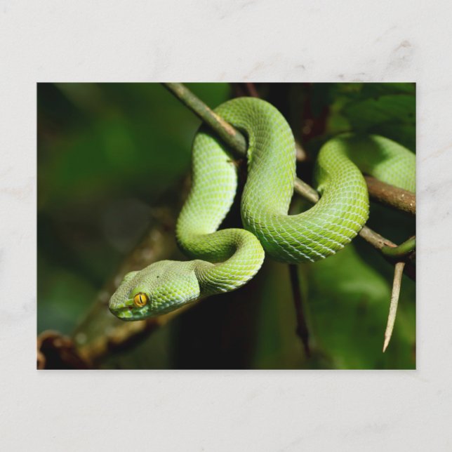 Carte Postale Serpent d'arbre vert grillé (Devant)