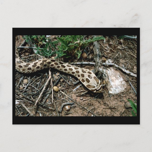 Carte Postale Serpent de Hognose occidental (Devant)
