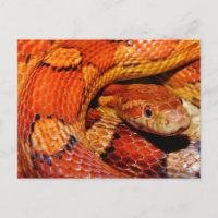 Serpent de maïs