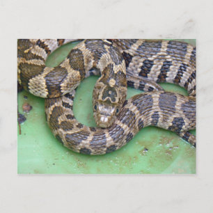 Carte postale Serpent d'eau du Nord.