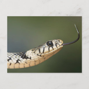 Carte Postale Serpent d'herbe