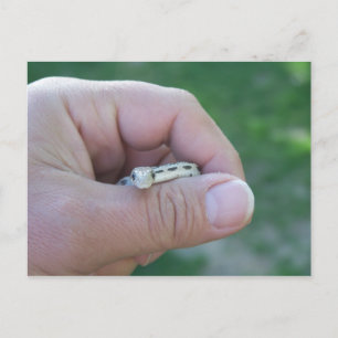 Carte Postale serpent du désert