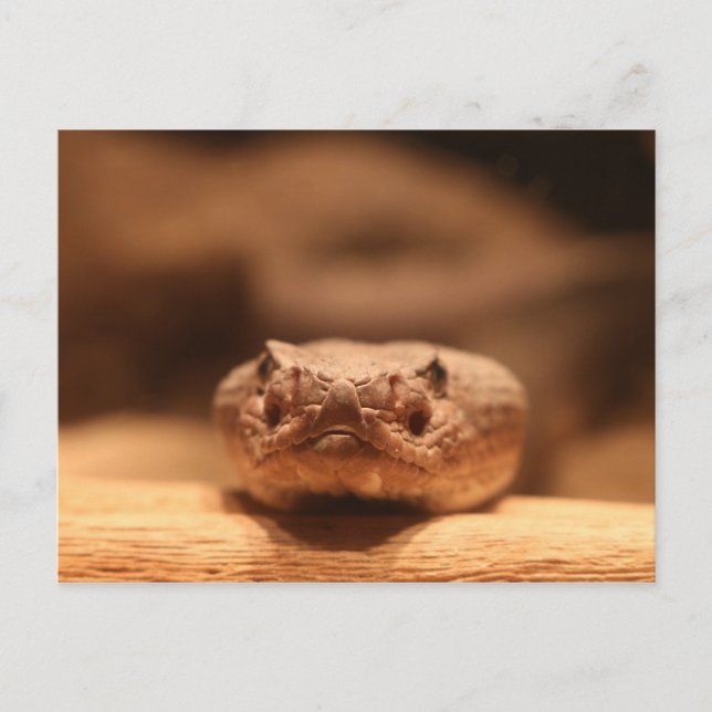 Carte Postale Serpent du désert (Devant)