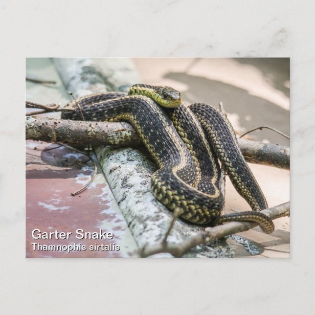 Carte Postale Serpent Garter (Devant)