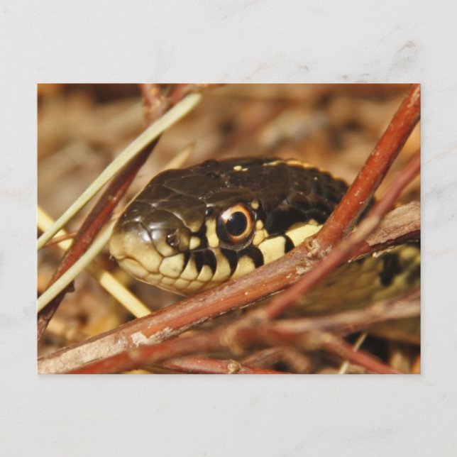 Carte Postale Serpent Garter (Devant)
