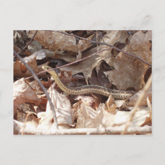 Carte Postale Serpent Garter