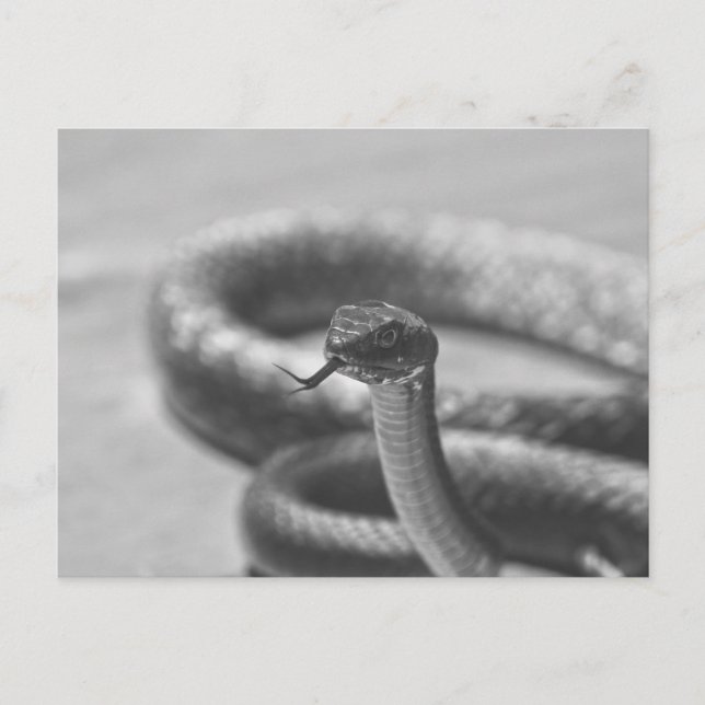 Carte Postale Serpent noir et blanc (Devant)
