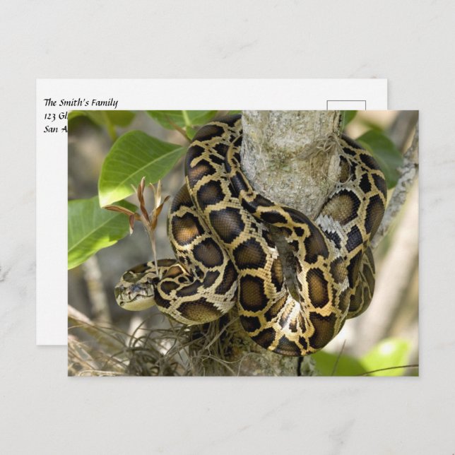 Carte Postale Serpent python birman (Devant / Derrière)