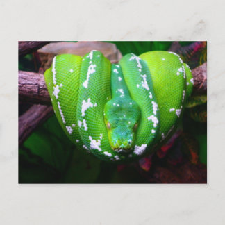 Carte postale Serpent Vert