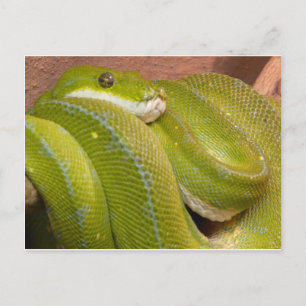 Carte Postale serpent vert