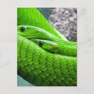 Carte Postale Serpent vert
