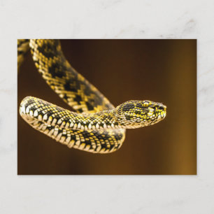 Carte Postale Serpent Vipère à Motif Jaune et Noir Frappe