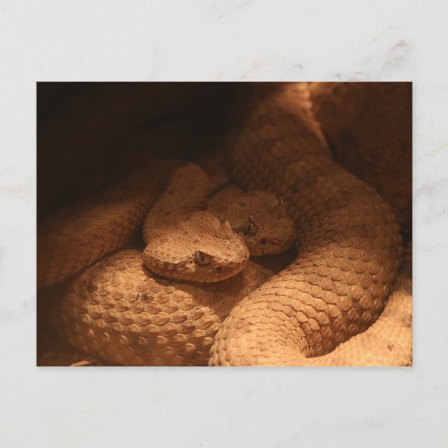 Carte Postale Serpents de bétail (Devant)