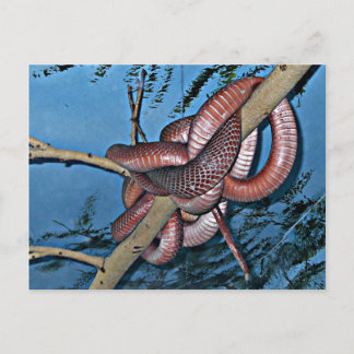 Carte Postale Serpents venimeux à la coque brun rouge