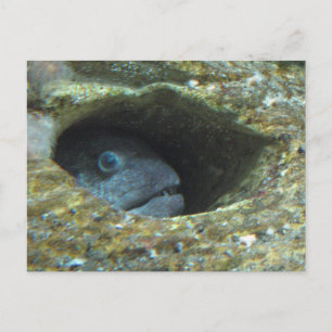 Carte Postale Serran piqué
