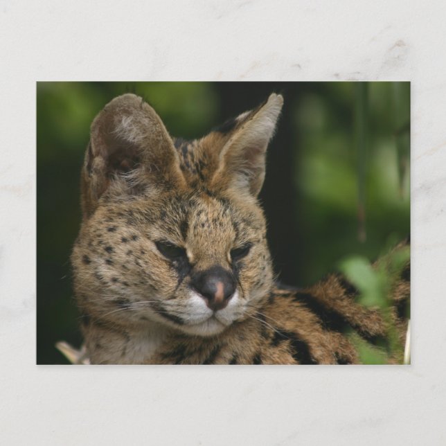 Carte postale Serval (Devant)
