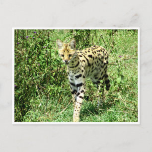 Carte Postale serval