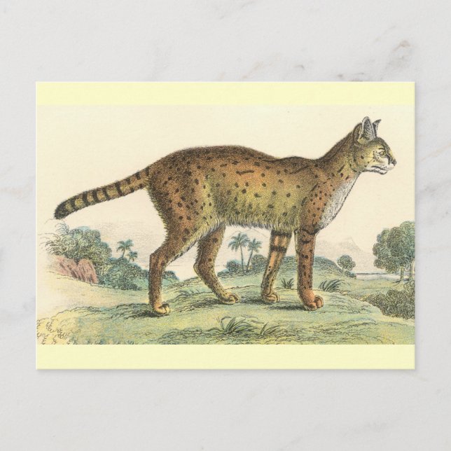 Carte Postale Serval (Devant)