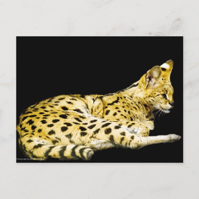 Carte postale Serval (Devant)