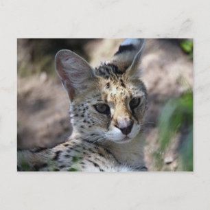 Carte postale Serval