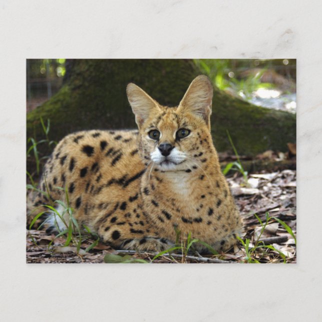 Carte Postale serval 015 (Devant)
