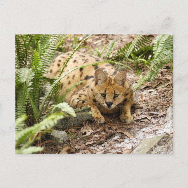 Carte Postale serval 019 (Devant)