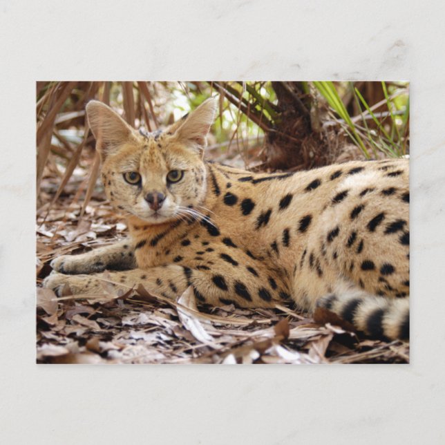 Carte Postale serval 025 (Devant)
