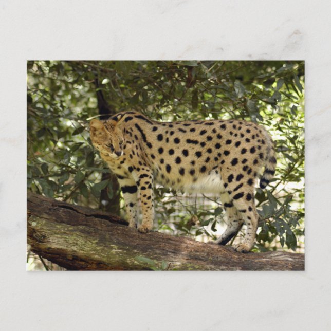 Carte Postale serval 039 (Devant)