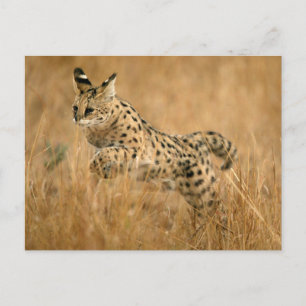 Carte Postale Serval (Leptailurus Serval) sautant