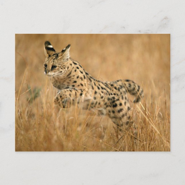 Carte Postale Serval (Leptailurus Serval) sautant (Devant)