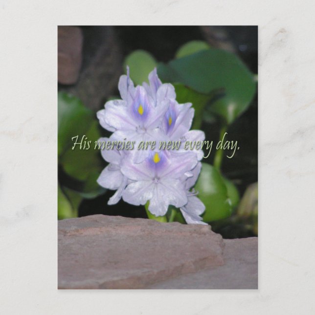 Carte Postale Ses créances (Devant)