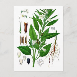 Carte Postale Sésame