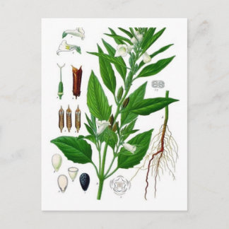 Carte Postale Sésame