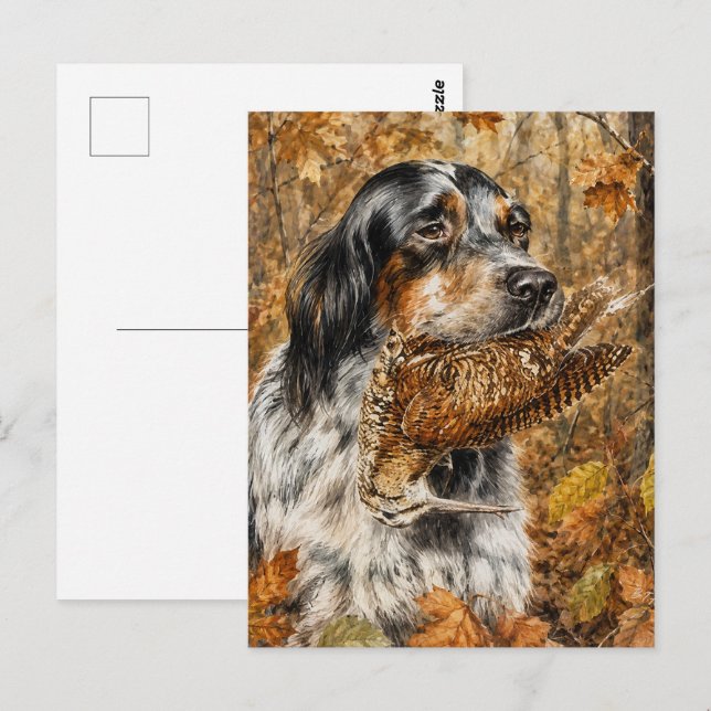 Carte Postale Setter anglais, chasse à la bécasse  (Devant / Derrière)
