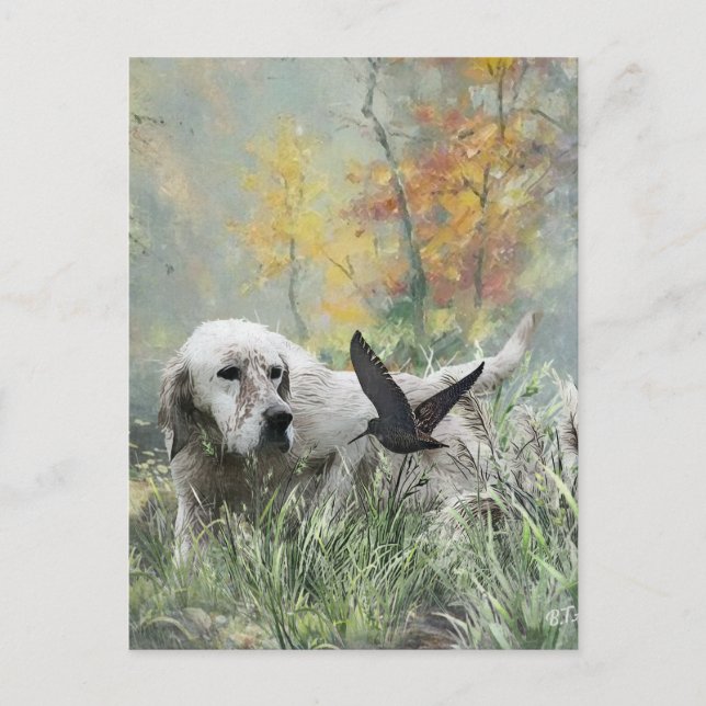 Carte Postale Setter anglais , saison de chasse à la bécasse , A (Devant)