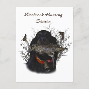 Carte Postale Setter Gordon 