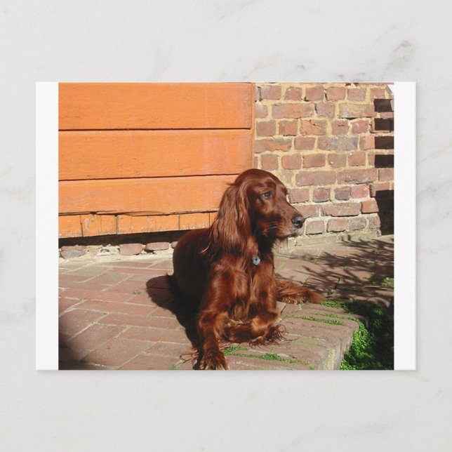 Carte Postale setter irish, pose.png (Devant)