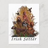 Setter irlandais