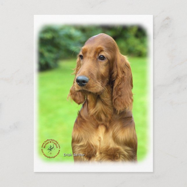 Carte Postale Setter irlandais 9T004D-349 (Devant)