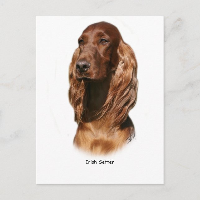 Carte Postale Setter irlandais 9Y322D-116 (Devant)